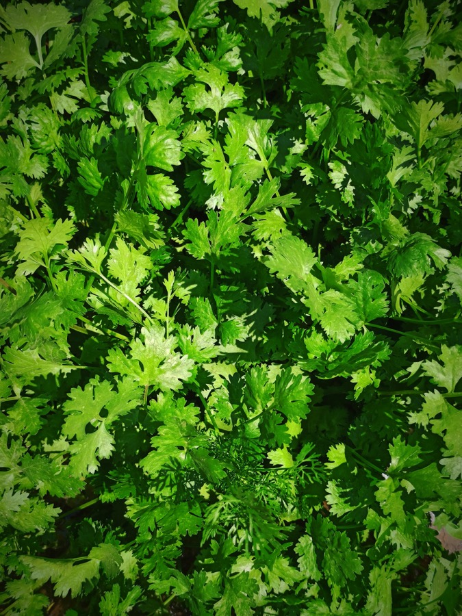 Coriander leaves