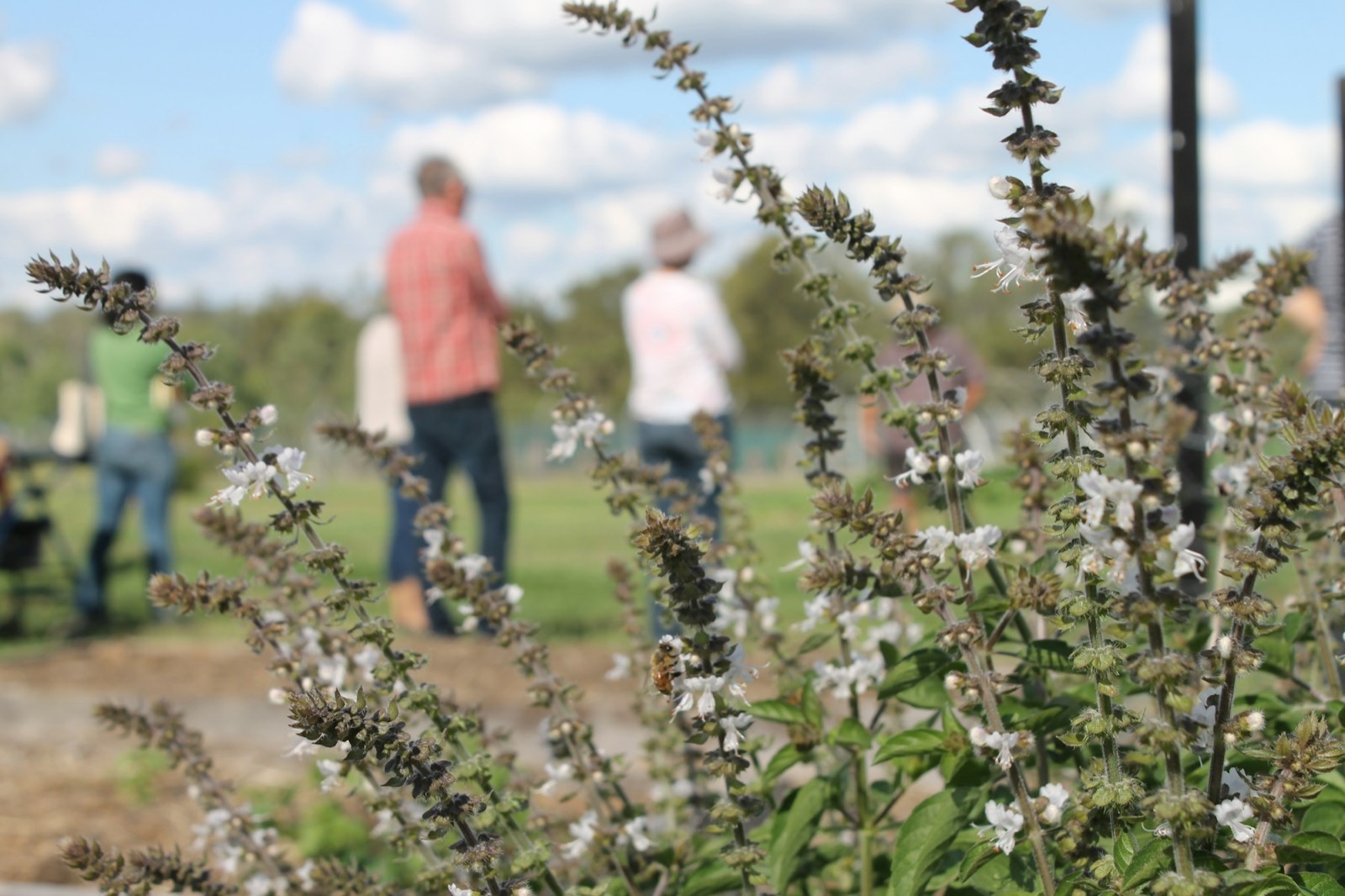 Members walking between beds at a community garden on a spring morning