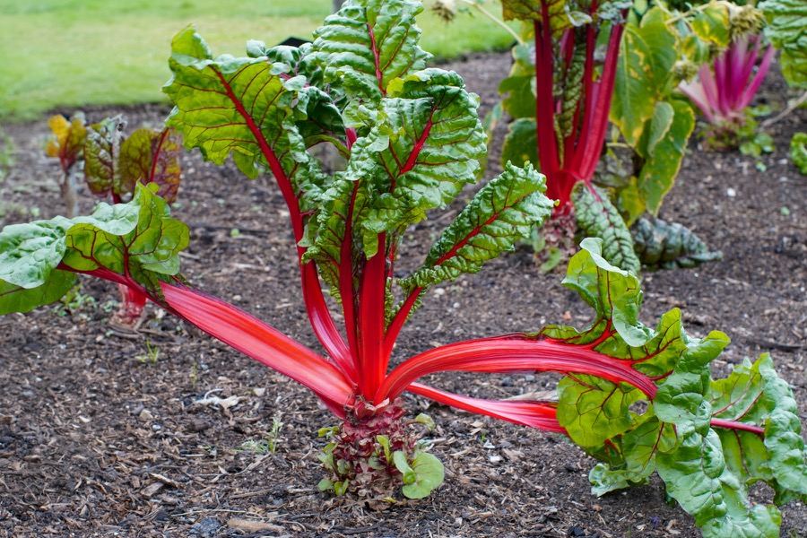 Rainbow silverbeet in a garden bed