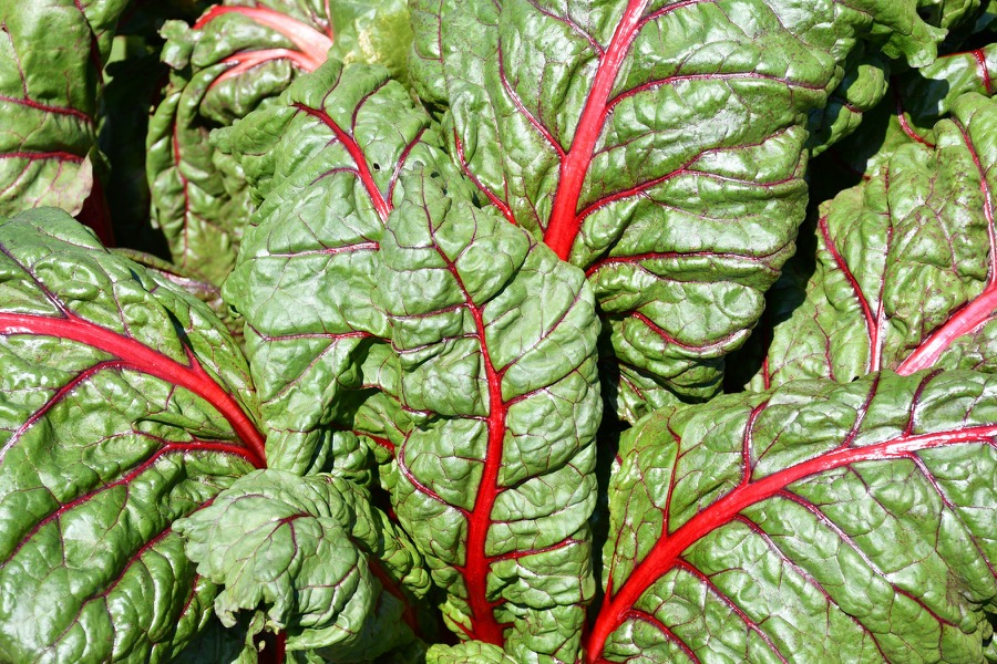 Red-veined silverbeet growing in a Brunswick East garden bed